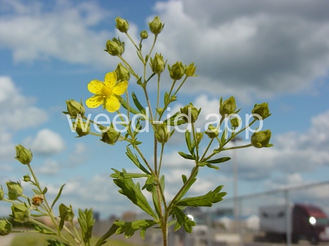 cinquefoil, silvery